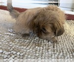 Small Photo #3 Shih Tzu Puppy For Sale in RIO LINDA, CA, USA