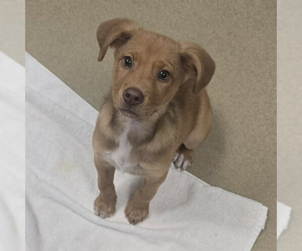 Medium Photo #2  Puppy For Sale in , 