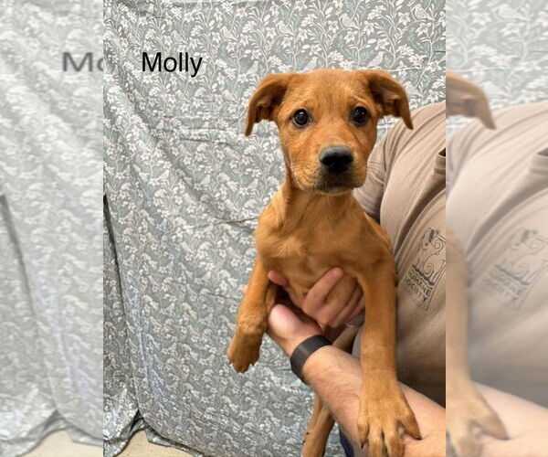Medium Photo #10 Labrador Retriever-Unknown Mix Puppy For Sale in New York, NY, USA
