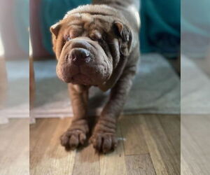 Mutt Dogs for adoption in Raleigh, NC, USA