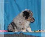 Small Photo #4 Australian Shepherd Puppy For Sale in HOLTWOOD, PA, USA