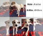 Small #1 Whippet Mix