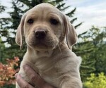 Small #4 Labrador Retriever