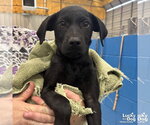 Small #4 Labrador Retriever Mix