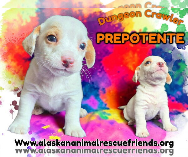 Medium Photo #4 Mutt Puppy For Sale in Anchorage, AK, USA