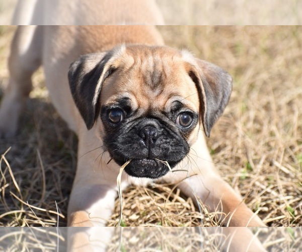 Medium Photo #3 Pug Puppy For Sale in PALM COAST, FL, USA