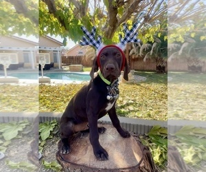German Shorthaired Pointer Puppy for sale in ROSAMOND, CA, USA