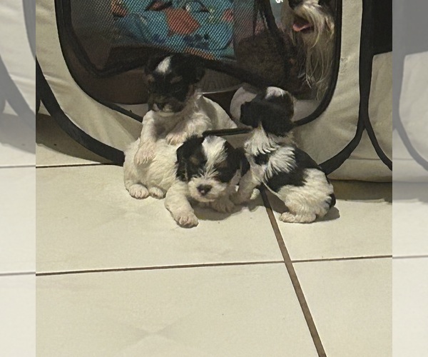 Medium Photo #5 Yorkshire Terrier Puppy For Sale in BRIDGETON, NJ, USA