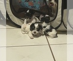Small #4 Yorkshire Terrier