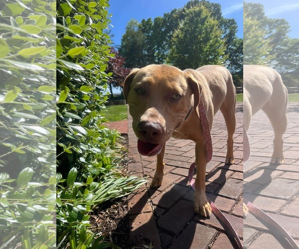 Medium Photo #8 Labrador Retriever-Unknown Mix Puppy For Sale in Rustburg, VA, USA