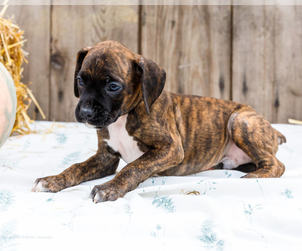 Medium Photo #59 Boxer Puppy For Sale in WAKARUSA, IN, USA