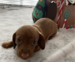 Small Photo #2 Dachshund Puppy For Sale in HOUSTON, TX, USA