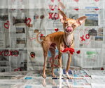Small #18 Chihuahua