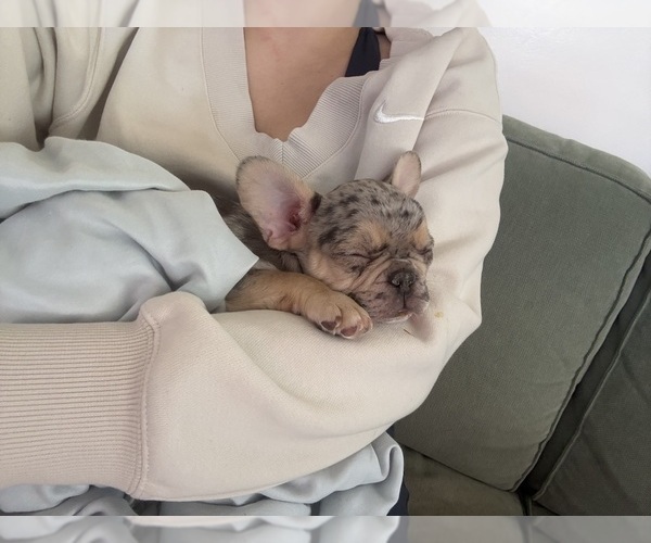 Medium Photo #6 French Bulldog Puppy For Sale in MONTEREY PARK, CA, USA