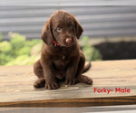Small Photo #18 Labradoodle Puppy For Sale in CONNERSVILLE, IN, USA
