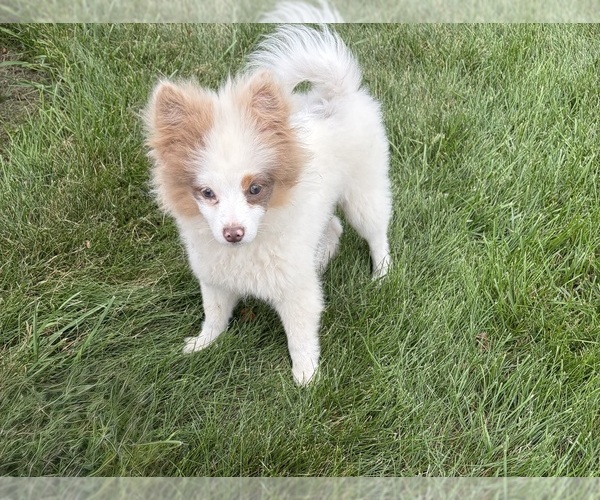 Medium Photo #1 Pomeranian Puppy For Sale in MIDDLEBURY, IN, USA
