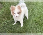 Image preview for Ad Listing. Nickname: Oliver
