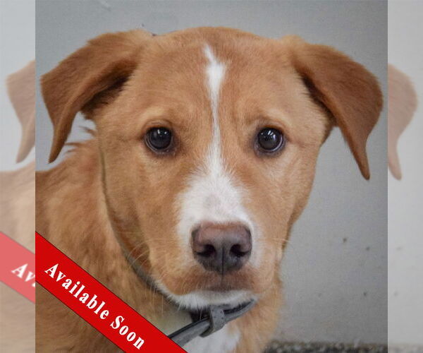 Medium Photo #1 Borador Puppy For Sale in Huntley, IL, USA