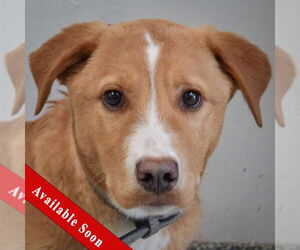 Borador Dogs for adoption in Huntley, IL, USA