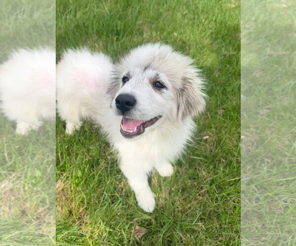 Medium Photo #2 Great Pyrenees-Unknown Mix Puppy For Sale in Germantown, OH, USA