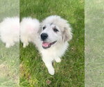 Small #1 Great Pyrenees Mix