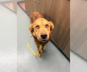 Gerberian Shepsky Dogs for adoption in Baytown, TX, USA