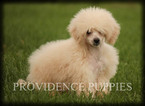 Small Photo #55 Poodle (Miniature) Puppy For Sale in COPPOCK, IA, USA