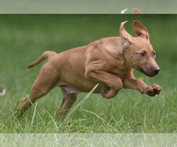 Medium Photo #7 Labrador Retriever Puppy For Sale in Mechanicsburg, PA, USA