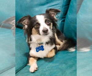 Chihuahua-Colonial Cocker Spaniel Mix Dogs for adoption in Corona, CA, USA