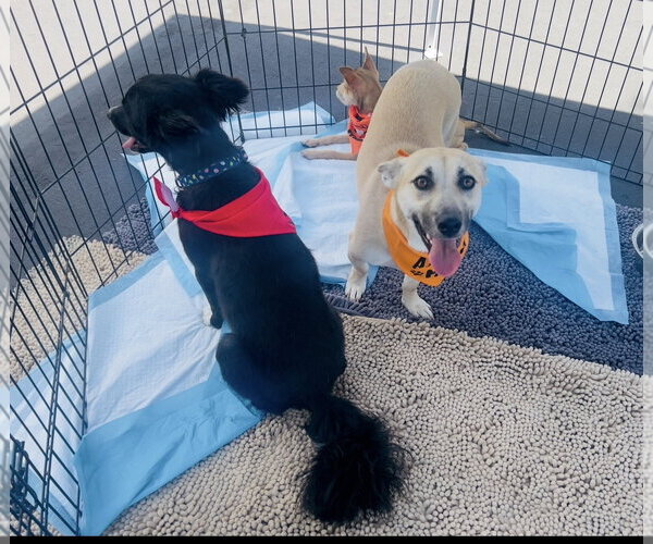 Medium Photo #4 Dachshund Puppy For Sale in San Bernardino , CA, USA