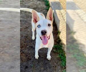 Huskies -Unknown Mix Dogs for adoption in Bakersfield, CA, USA