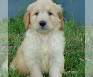 Goldendoodle-Poodle (Standard) Mix Puppy for sale in THORP, WI, USA