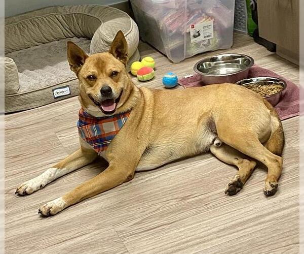 Medium Photo #1 Shiba Inu-Unknown Mix Puppy For Sale in Baytown, TX, USA