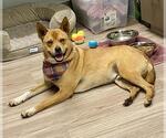 Small Shiba Inu Mix