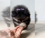 Small #4 Pomeranian