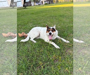 Pippa - Female Collie-Unknown Mix Dog for Adoption - Photo #5