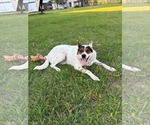 Small Photo #5 Collie-Unknown Mix Puppy For Sale in Mount Pleasant, SC, USA