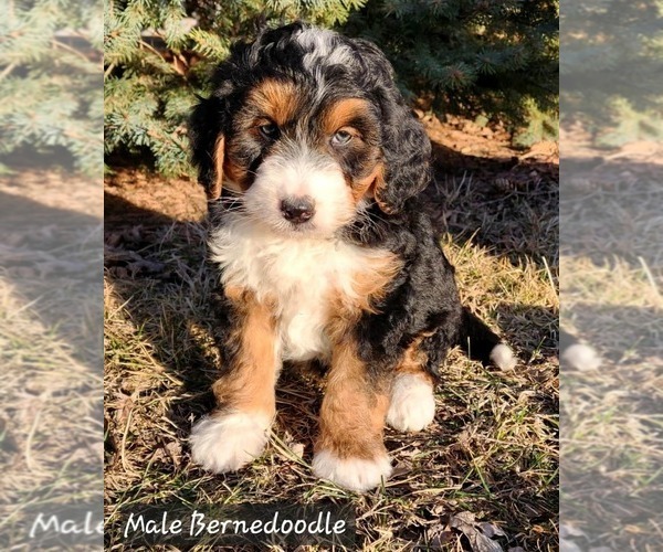 Medium Photo #1 Bernedoodle Puppy For Sale in MILLVILLE, MN, USA