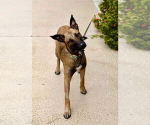 Mutt Dogs for adoption in Imlay City, MI, USA