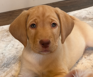 Labrador Retriever Puppy for sale in VANCOUVER, WA, USA