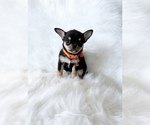 Small Photo #8 Chihuahua Puppy For Sale in SACRAMENTO, CA, USA