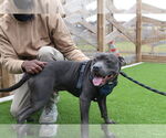 Small #2 American Pit Bull Terrier