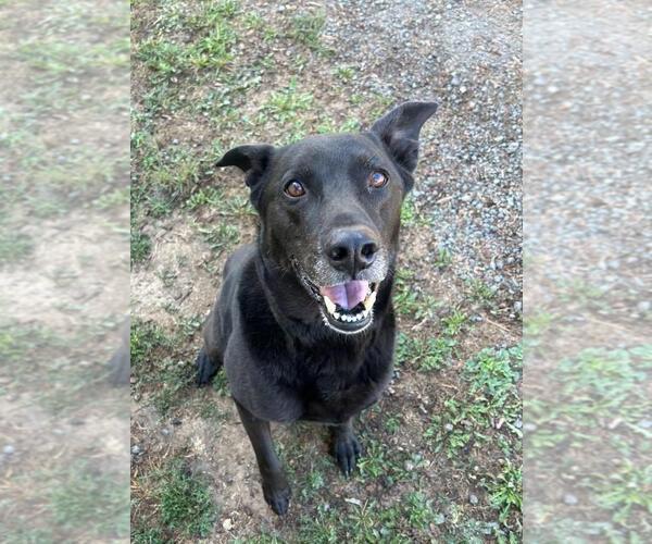 Medium Photo #2 Mutt Puppy For Sale in Sequim, WA, USA