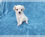 Small Photo #8 Chihuahua-Unknown Mix Puppy For Sale in San Francisco, CA, USA