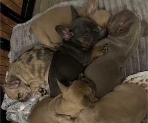 French Bulldog Puppy for Sale in FREMONT, California USA