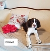 Small Photo #1 English Springer Spaniel Puppy For Sale in NEWVILLE, PA, USA