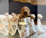 Small Photo #6 Goldendoodle Puppy For Sale in TOMBALL, TX, USA