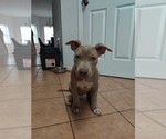 Small Photo #3 American Bully Puppy For Sale in WASHINGTON, DC, USA