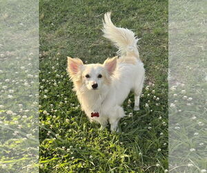 Chiranian Dogs for adoption in Pacolet, SC, USA