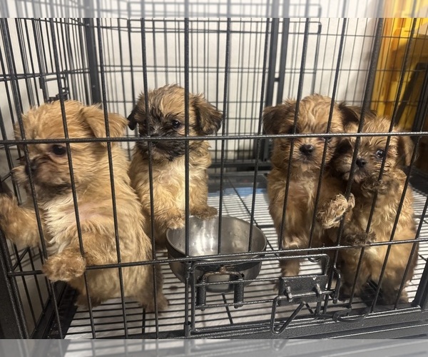 Medium Photo #1 Mal-Shi Puppy For Sale in APPLE VALLEY, CA, USA